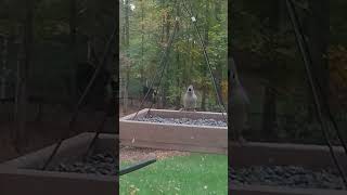 Carolina Wren Titmouse Chickadee amp RedBellied Woodpecker at the Feeder [upl. by Sinnoda]