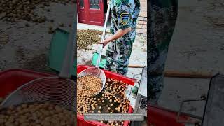 A Simple And Effective Traditional Way To Screen Walnuts By Using Water [upl. by Ilrak613]