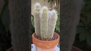 CactumaniaSpain cactusjardin Espostoa Lanata [upl. by Rennie820]