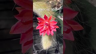 Look Who’s Blooming Our Monkey Tail Cactus 😊🌵 cactus succulents flowers [upl. by Anohs]