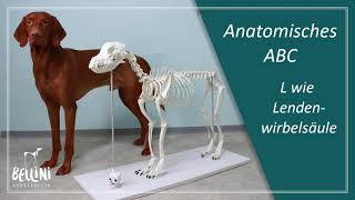 Anatomisches ABC L wie Lendenwirbelsäule [upl. by Radferd]