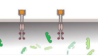 The EGF receptor tyrosine protein kinases [upl. by Nyrehtak]