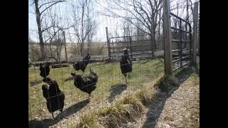 Sanjak Longcrowers Singing with the Laughing Chickens at Shady Grove farm WV [upl. by Barret]