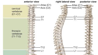 VERTEBRAL COLUMN drphysiosurat0269 vertebral vertebralcolumn cervical thoraciclumbar coccyx [upl. by Laney]