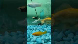 Fish tank 🐬aquarium 🐟fishtank fish guppy betafish fishaquarium beta [upl. by Timus]