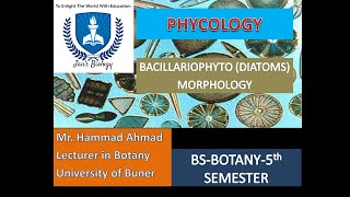 BACILLARIOPHYTA DIATOMS MORPHOLOGY [upl. by Yvi]