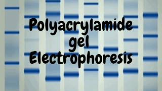 Polyacrylamide Gel Electrophoresis SDS PAGE [upl. by Snow667]