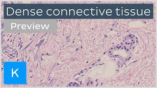 Dense connective tissue types and function preview  Human Histology  Kenhub [upl. by Ellesij]