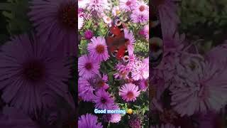 Beautiful butterfly 🦋 on an aster 🥰 [upl. by Cinamod]