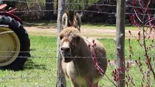 Funny Video dancing donkey [upl. by Harrington886]