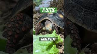 Red Footed Tortoise Likes His Green Leaf tortoisevideo tortoisecare tortoise [upl. by Costello]