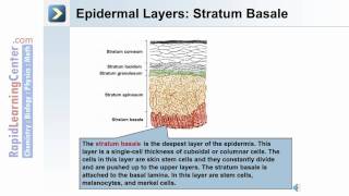 The Integumentary System  Whats the Epidermal Layer of the Skin [upl. by Lezah]