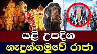 ‍යළි උපදින නැදුන්ගමුවේ රාජා  Nadungamuwe Raja [upl. by Atsirhc]