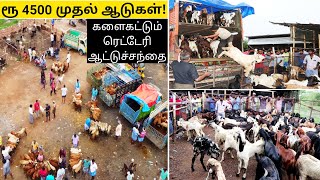 சென்னைகே இங்க இருந்துதான் ஆடுகள் சப்ளை களைகட்டும் ரெட்டேரி ஆட்டுச்சந்தை  Retteri Goat Market [upl. by Eiral]