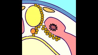 Embryology Somitogenesis Turning Paraxial Mesoderm into Dermatome Myotome and Sclerotome [upl. by Enayd]