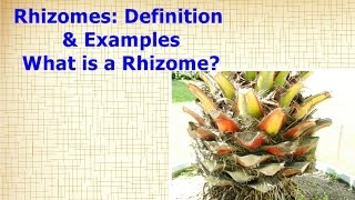 Rhizomes Definition amp Examples  What is a Rhizome [upl. by Behlau]