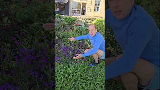 Slender Vervain verbena rigida subtropical gardening adventure explore ideas motivation [upl. by Lyrrad]