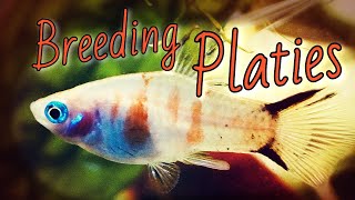 PLATY FISH BREEDING All You Need to Know [upl. by Nabala424]