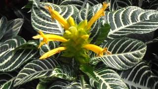 Afelandra Aphelandra squarrosa wwwriomoroscom [upl. by Laurita996]