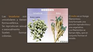 Microbiología HONGOS [upl. by Omrellug]