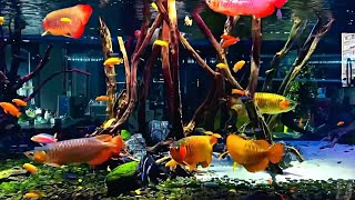 Red Arowana Fishes in Malawi Cichlids Tank  Amazing Arowana Community [upl. by Iy]