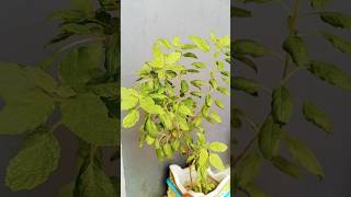 Tulsi ka paudha jis ghar mein rahata hai 🙏🙏😱😱youtubeshortstrending [upl. by Araes]