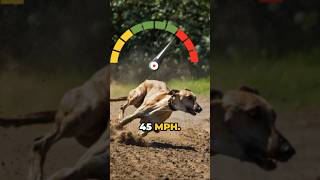 3 FASTEST DOG BREEDS shorts whippet saluki greyhound fastdog [upl. by Yhtak]