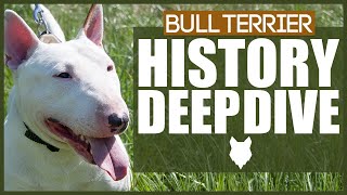 BULL TERRIER HISTORY DEEPDIVE [upl. by Dovev370]