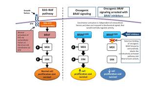 Comment la mutation BRAFV600E altère une voie de signalisation et favorise la formation de cancers [upl. by Rube65]