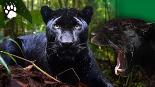 Jaguar le destin d’une espèce menacée  Documentaire Animalier HD [upl. by Simona]