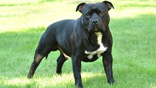 The American Staffordshire Terrier Strength Loyalty and Affection [upl. by Charmaine]