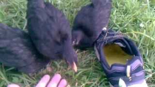 Australorp chickens 6 weeks old [upl. by Cacilie]