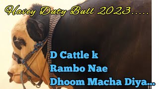 continental bakery cow 2023 Rambo DCattle Yesterday night uploading cowmandikarachi viral vlog [upl. by Romo287]