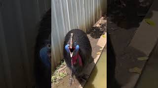 This is a cassowary it is recognized as the most dangerous bird [upl. by Hesper828]