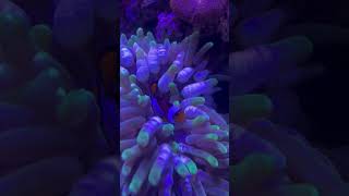 Clownfish and anemone [upl. by Eppes]