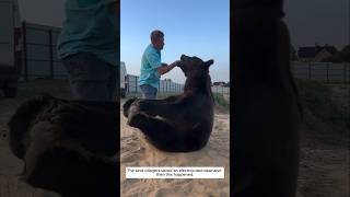 The kind villagers saved an electrocuted bear and then this happened animalshorts bear [upl. by Ahsel]