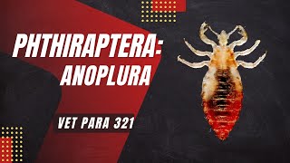 VET PARA 1  Order Phthiraptera Lice Introduction  Chapter 71 [upl. by Ailenroc599]