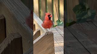 Flare Up Close cardinalbird backyardbirding birders [upl. by Etnuad]