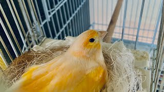 What canary nesting material to use Canary breeding 2023 [upl. by Gwenette473]