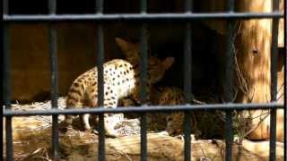 サーバルキャットの親子～授乳（羽村市動物公園）Serval Cat Nurse [upl. by Duyne]