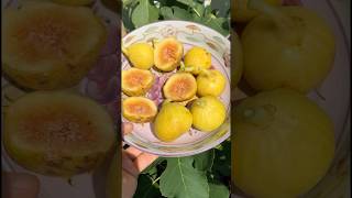 Bardolino Fig Tree fig figtree fruittree gardening figboss [upl. by Reemas]