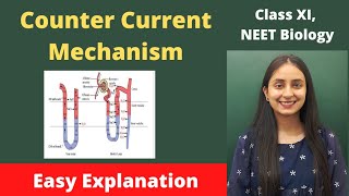 Counter Current Mechanism  Human Physiology  Class XI  NEET [upl. by Grondin]