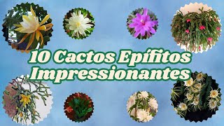 10 Cactos Epífitos Impressionantes em um Só Vídeo [upl. by Maillil]