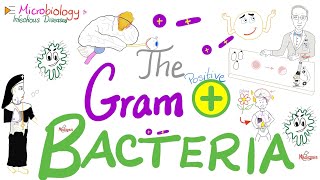 The GramPositive Bacteria 🦠  Microbiology and Infectious Diseases Series 🧫 [upl. by Sloan]