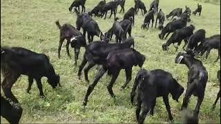 Osmanabadi goat aavelebl for selling contyak no 9359344322 [upl. by Aynnat]