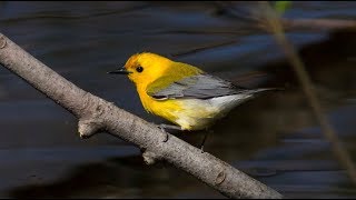 Prothonotary warbler at Point Pelee [upl. by Gerdeen]