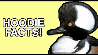 The Life of the Hooded Merganser  Duck Facts [upl. by Micah]