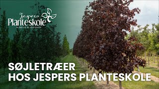 Søjletræer hos Jespers Planteskole [upl. by Anaderol]