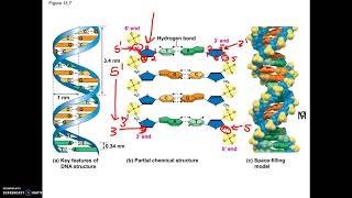 227AP19 DNA Structure Antiparallel info [upl. by Asum]