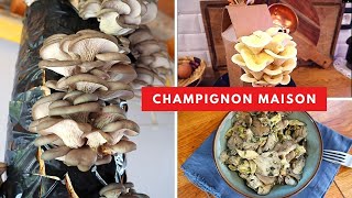 Comment faire pousser des champignons 🍄 à la maison pleurote [upl. by Ahsiekim]